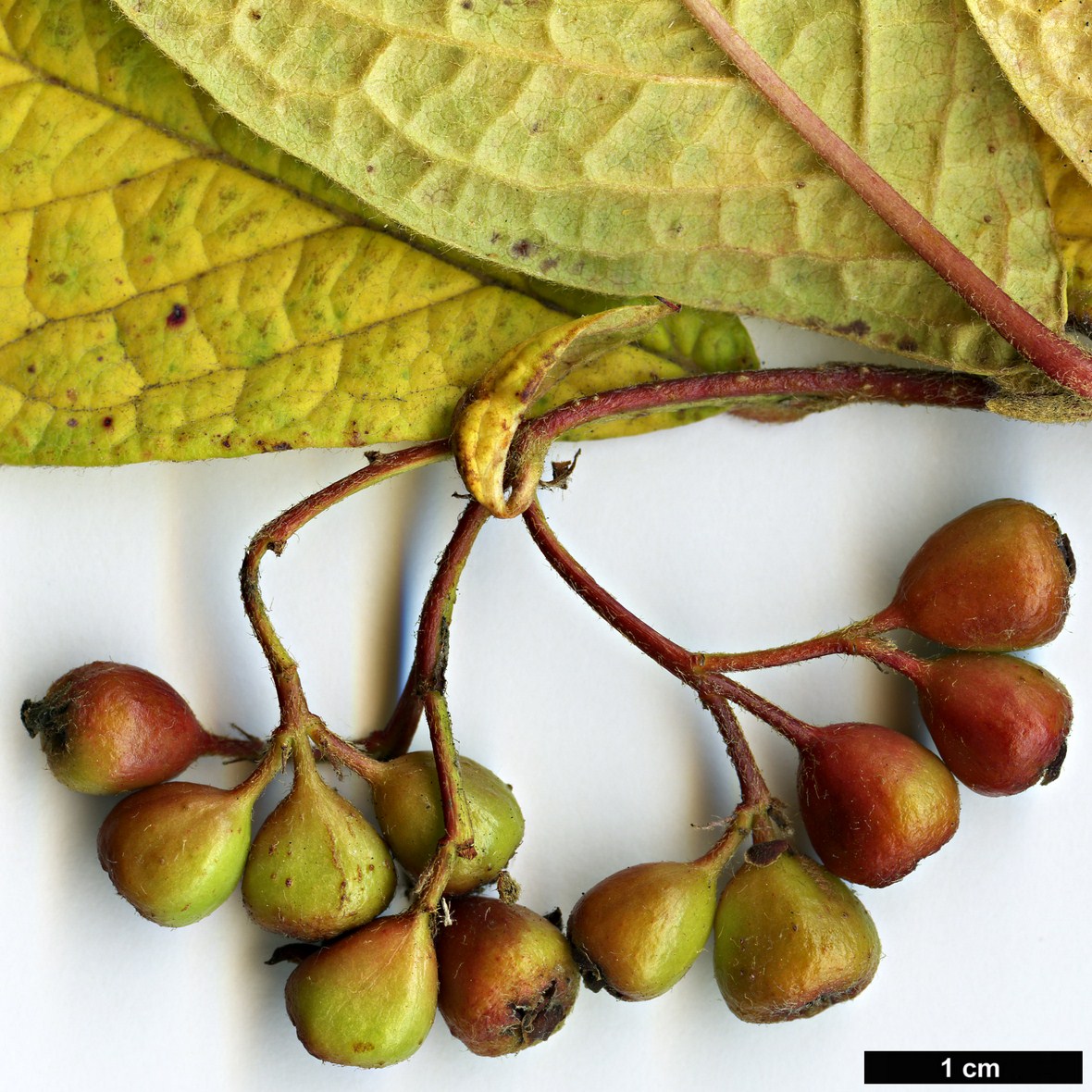 High resolution image: Family: Rosaceae - Genus: Cotoneaster - Taxon: atuntzensis